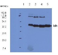 IDH | Isocitrate dehydrogenase in the group Antibodies for Plant/Algal / Mitochondria | Respiration at Agrisera AB (Antibodies for research) (AS06 203A)
